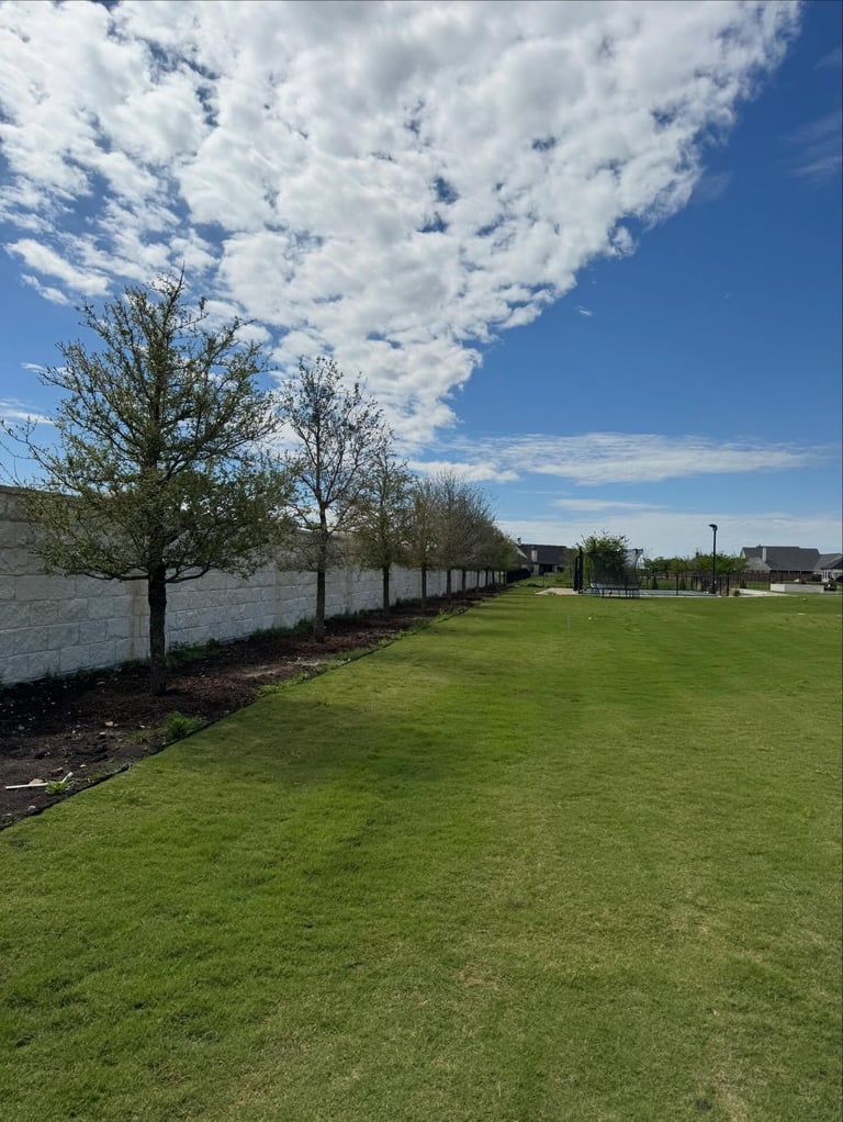 Newly planted shade trees lining a residential fence line as part of a landscape design plan